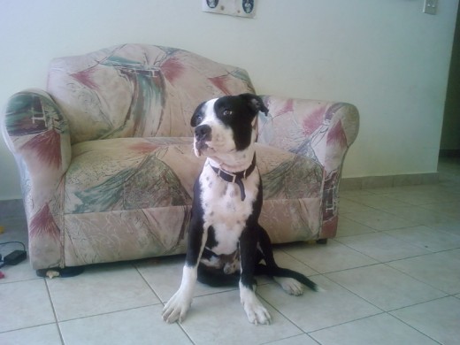 MI PERRO ELLEY UN PITBULL BLUE LINE D TAN SOLO 6 MECES ES BIEN BUENO Y LEAL CUIDA MUCHO AMIS HIJOS ES FIEL JUGETON Y UN DESTRUCTOR JAJAJAJA PERO LO AMO SE Q ESO SELE PASARA ASI Q SI VIVEN EN PUERTO RICO Y BUSCAN UN BUEN NOBIO PARA TU PITBULL AQUI ESTA ELLEY JAJAJA MI PERRO ELLEY UN PITBULL BLUE LINE D TAN SOLO 6 MECES ES BIEN BUENO Y LEAL CUIDA MUCHO AMIS HIJOS ES FIEL JUGETON Y UN DESTRUCTOR JAJAJAJA PERO LO AMO SE Q ESO SELE PASARA ASI Q SI VIVEN EN PUERTO RICO Y BUSCAN UN BUEN NOBIO PARA TU PITBULL AQUI ESTA ELLEY JAJAJA