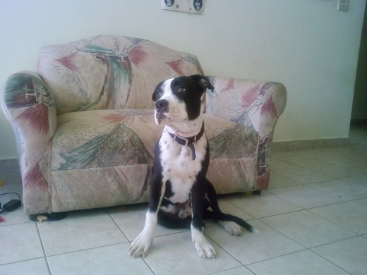 MI PERRO ELLEY UN PITBULL BLUE LINE D TAN SOLO 6 MECES ES BIEN BUENO Y LEAL CUIDA MUCHO AMIS HIJOS ES FIEL JUGETON Y UN DESTRUCTOR JAJAJAJA PERO LO AMO SE Q ESO SELE PASARA ASI Q SI VIVEN EN PUERTO RICO Y BUSCAN UN BUEN NOBIO PARA TU PITBULL AQUI ESTA ELLEY JAJAJA