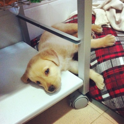 Duque tiene apenas 2 meses y le encanta dormir en cualquier sitio.