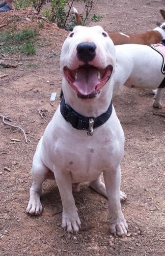 Hola soy un bull terrier tranquilo y obediente pero a la vez bruto cuando me provocan para jugar!! 