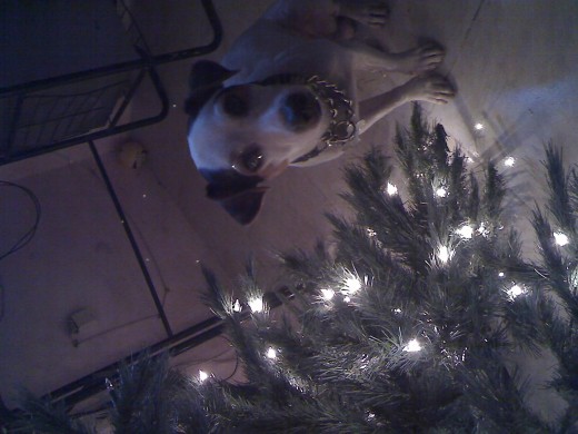 Perro Perro En su Arbolito De Navidad ♥