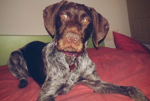 Tara, braco alemán de pelo corto.