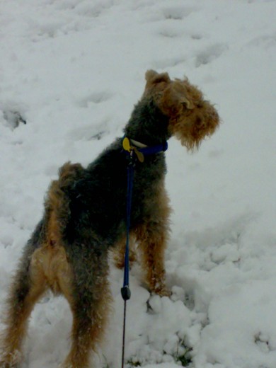 Bruno en la nieve Enero 2009