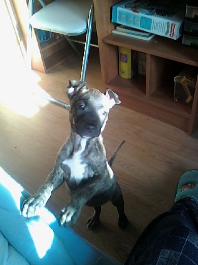 Mi perro Mi perro