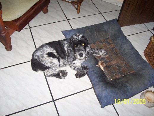 Mi perrita en el 2005 con 14 añitos!