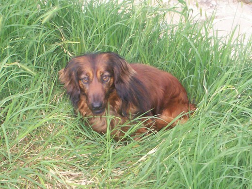 CHISPA, le gusta estar en la hierba fresca del jardin.
Nerviosa, vivaracha y muy guardiana.