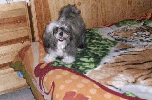 Vamos a jugar o vamos a pasear