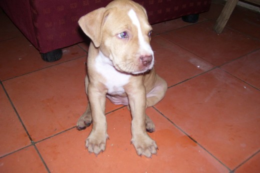 american pitbull terrier 