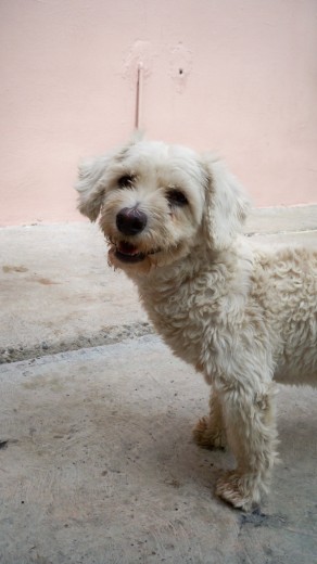 pues esta foto se la tome hace poco, cuando andaba limpia, ahorita no se parece nada potque ahora es gris, pero ya la semana entrante la llebamos al veterinario a que la bañen, tiene que recibir el año nuevo bien limpia...