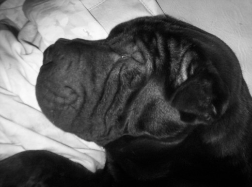 bueno el es gordon ,es un shar pei negro tiene dos años y medio , su comportamiento es excelente, y esta en busca de alguna novia.