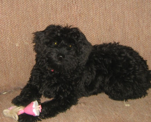 mi hermosa perrita mi hermosa perrita