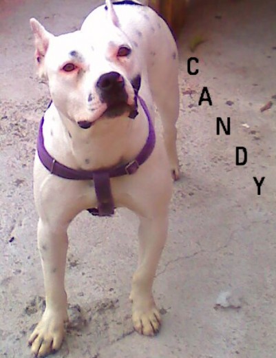 candy vendo hermosos cachorritos  
