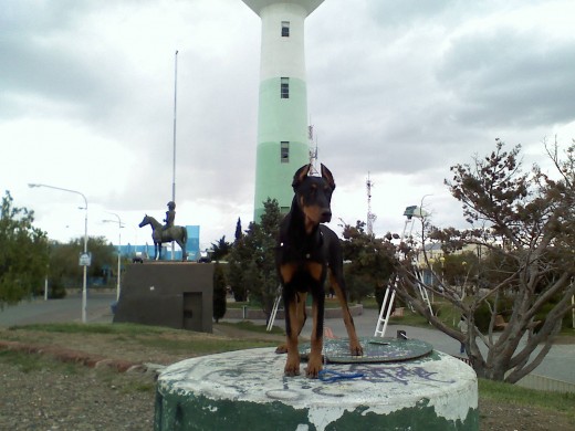 mi perrito en la plza....yo soy el rey je