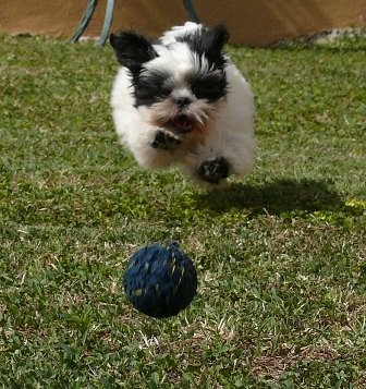 ZEUS CORRIENDO DETRAS DE LA PELOTA.