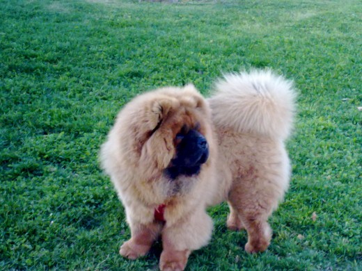 Mi pequeña bolita de pelo!!!!!! 