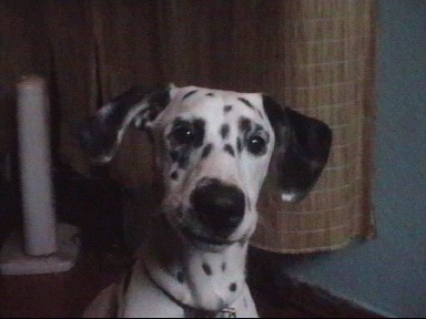 (LUA) leeme
Esta cara tontita es nuestra Lua -dalmata,con 14 meses de edad ya , :O Es poquito,bueno sobre todo la ha regalado mucha felicidad a (Ari)-Pitbull.La pobre como sabreis (y a los Que no),Ari se nos esta muriendo x vejez,y como decia antes a pasado una gran vida y sin malos medios por delante suya,hasta su final.La Lua comparecio de darla felicidad s obretodo Ari estaba muy sola,Siempre rodeda de compañia humana,ya que por su fama de raza la gente rechaza eL juego y amistad que ocasiona esta raza PitBull ..Ari es y siempre sera un Pitbull muy diferente a los que comparecen de juegos rabiosos o violentos y su instinto en vez de rebajarlo lo aumentan y su educacion y instinto siempre seran incorrectos,ya que cualquier Pitbull siempre tendra su instinto,ha Su nivel.
A la (Ari) se lo rebajamos con los buenos medios de compañia de Lua y familia.Tambien aprendio cosas malas,sin hacerla jamas daño fisico ni moral..Ellos aprenden a lo que es (NO) y a lo que es (SI)..Se necesita paciencia y calma si comienzas a  educarlo O enseñiarlo,su educacion puede ser muy eficaz a los juegos Y amistad.Creo que mas que un chiguagua o perritos pequeños(respeto)Tuve una..sigo.Pero Ari nO tuvo relacion con animales,No dicho nunca solo un 10% en 14 años.Hasta que llego Lua ,una compañia de un dalmata,encantada de jugar aunque haya malos momentos y buenos..Ari esta desde que llego Lua a casa,Ari se siente feliz,gracias ha Lua por su instinto animal hacia Ari, y por la gran vida que ha pasado esta gran PitBull ,sin haber pegado en su vida un mordisco o Gruñido,Lua Sigue Sus Pasos Por Que (Piensa Que es Su madre Ari-). Lua Yeva desde los 2 meses con ari hace ya 14 meses,Y Ari tiene 14 años de edad y tiene complejo de madre, :) Y Lua Entonces Por Logica Se Siente Hija De Ella..Sigo. La Edad Para PItbull Y Pobrecitos de ellos tienen corta edad desde los 7 - a - 10+12 años de edad,con sus basicas operaciones de tumores  y quistes.La mayoria de Pitbull lo tienen y la mayoria fallecen Y no llegan.No los operan por su largo dinero o no les interesa.Caso natural.pero se puede evitar O no hay remedio. Con esa basica operacion,le regalamos a nuetros perros 3 o 4 años mas..y felices viviran sus cortas vidas.Como Sea,Lua es un gran dalmata por haber hecho a Ari feliz estos 14 meses  + 7 o 8 que le quedan :( .Un Cordial Saludo - Chriss.f.Biografia Por Chriss.f & mar.G
