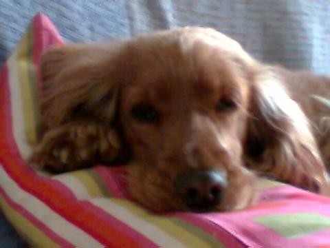 MI PRINCESA MI PRINCESA