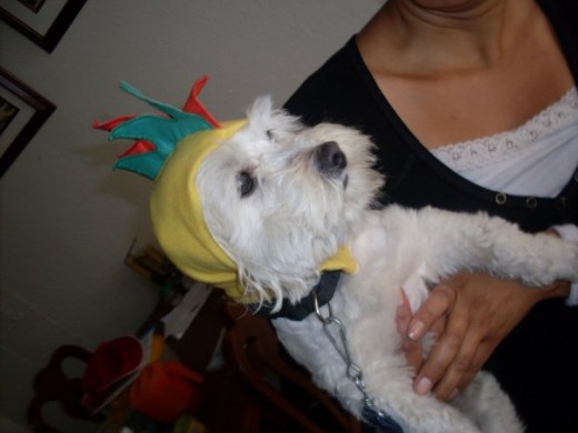 Mi Perro En halloween de pillito