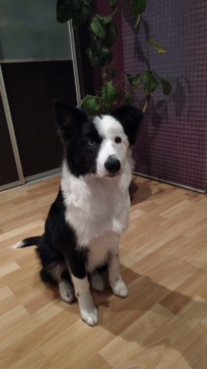 Hembra de border collie con heterocromia.