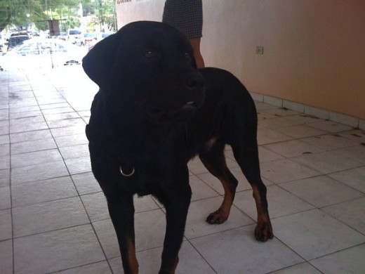 Este es el gran KIMBO!! Este es el gran KIMBO!!