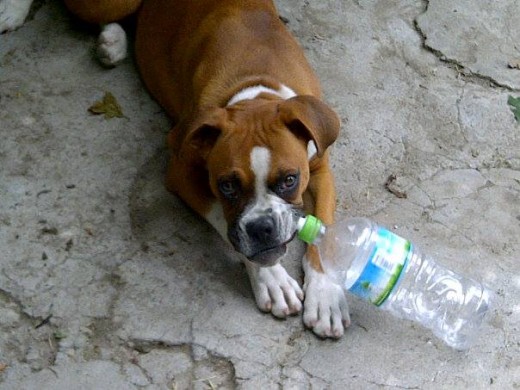Aquí mi hermosa perrita de nombre Nena de 7 meses mordiendo una botella de agua, le encantan.