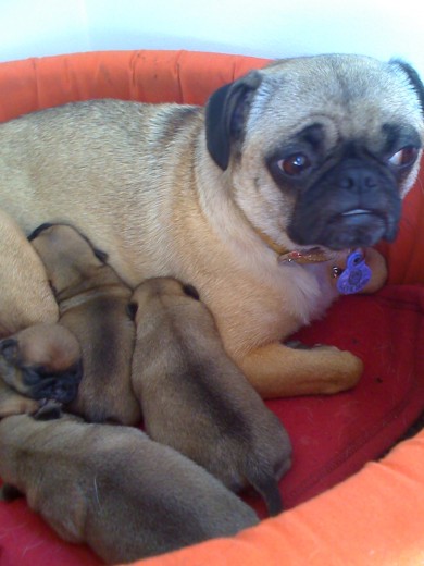 Cuando nacieron sus niños Nala es una madre estupenda.
Paciente,cariñosa en todo momento atenta de sus niños.