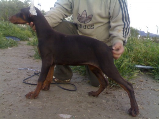 esta es braun con tres meses y medio toda una trasto