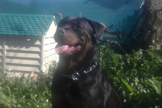 holas sy nana una cachorrita rottie de 13 meses de edad votenme soy cariñosa y cuando este mas garde busco un nviecito  ciao....