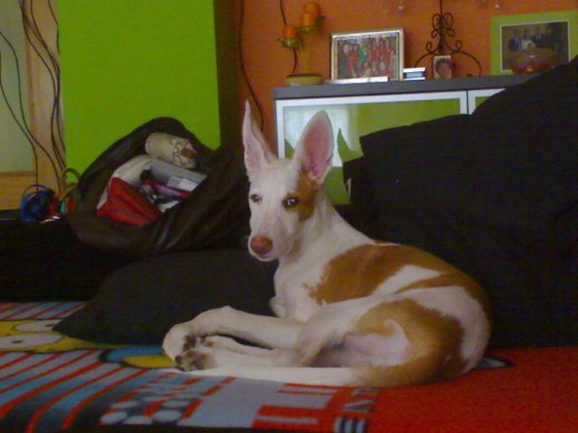 Hola soy Manchas Hola soy Manchas