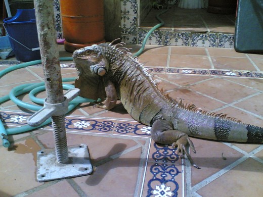 jjeje no es un perro raro en es una iguana ke akava de dar aun zoologico porque ya estava impresionANTEE