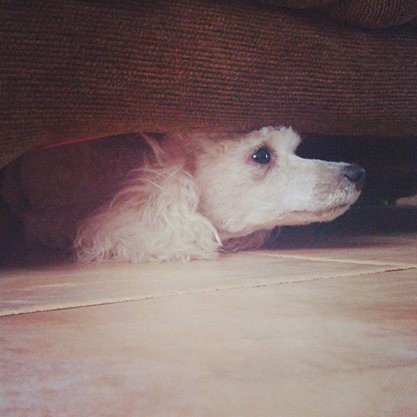 Su lugar favorito: bajo el sofá