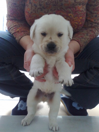Marley a dos patas Marley a dos patas