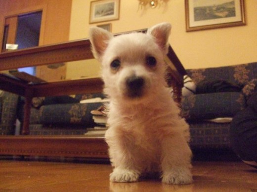 Momo de pequeño Momo de pequeño