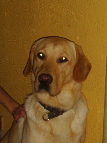soy muy lindo  y algo rudo 
