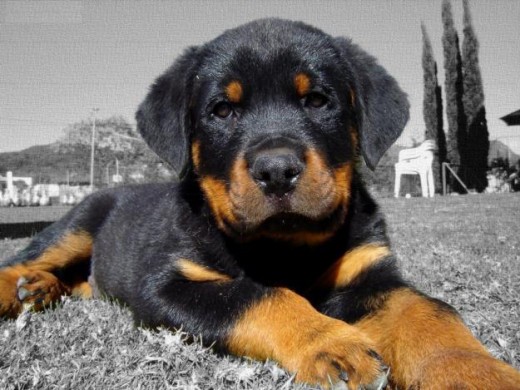 ES MUY TIERNO Y JUGUETON  , MUY CURIOSO Y QUIERE MUCHO A SU HERMANO SIMON.ES EL PRIMERO QUE LLEGA CORRIENDO A SALUDAR CUANDO ALGUIEN LLEGA