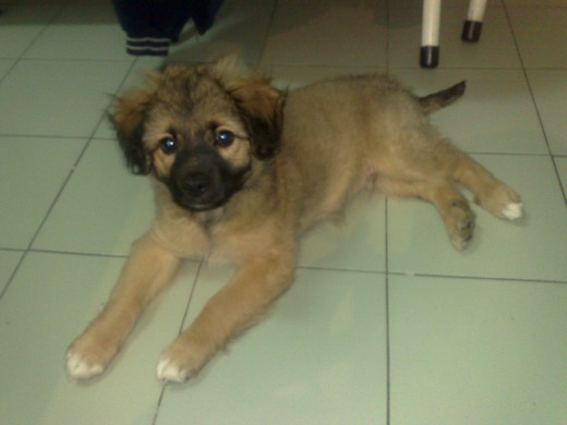 Macho de 10 semanas pelo medio largo , 3,5 kg de mayor sera más o menos mediano