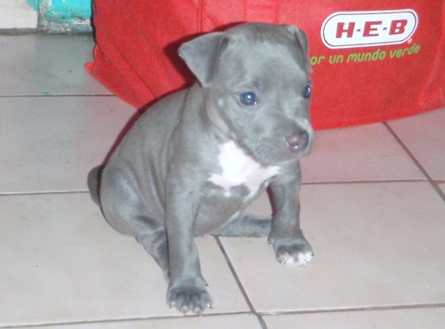 mi kachorra pitbull blue nose , hermosa