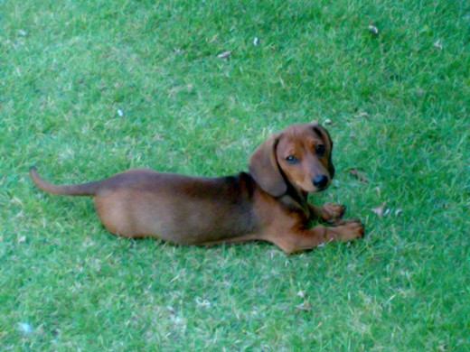 en el jardin en espera de jugar con los demas perros
Jack a los 3meses