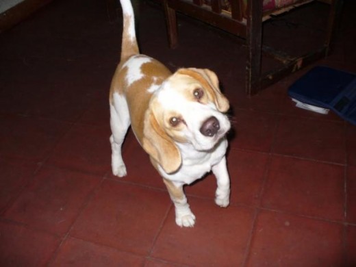 es una hermosa beagle color limón de un año 