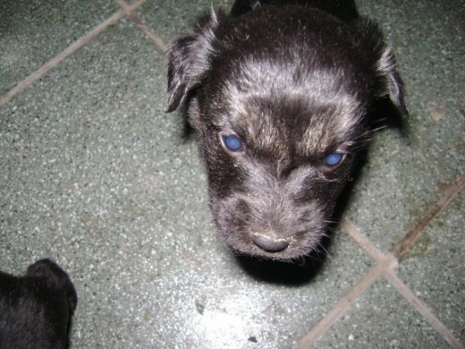 perrito traviezo