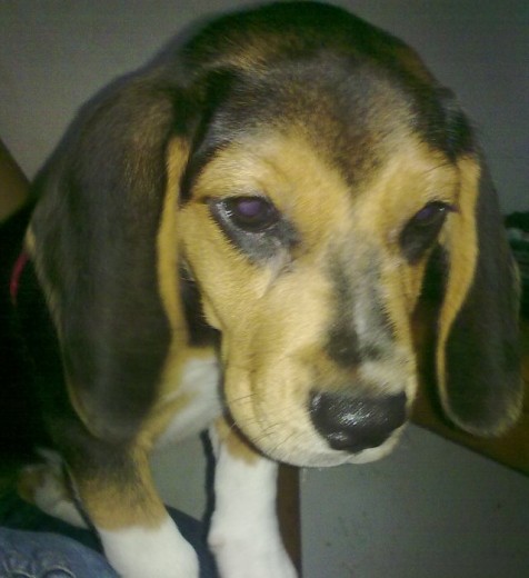 SE VENDE PERRITA  BEAGLE  2 meses!!   $200,000  NEGOCIABLES..... O  SE CAMBIA :)