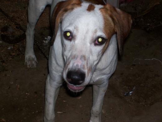 que lindo se mira mi pumbito ahi.todo un perro.el mejor,el unico,el inigualable PUMBA.