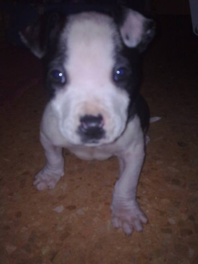 Bayron!!El nuevo miembro de la familia :)