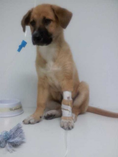 En el veterinario. En el veterinario.