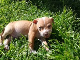 Apolo de cachorrito sus primeros paseos...