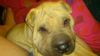 mi gordooooooooooo mi gordooooooooooo