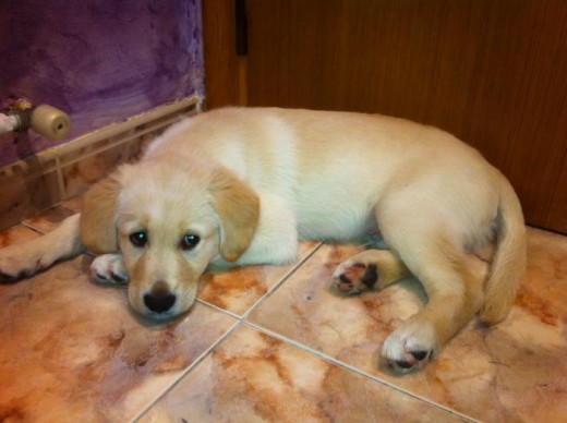 Simba 2,5 meses Simba 2,5 meses
