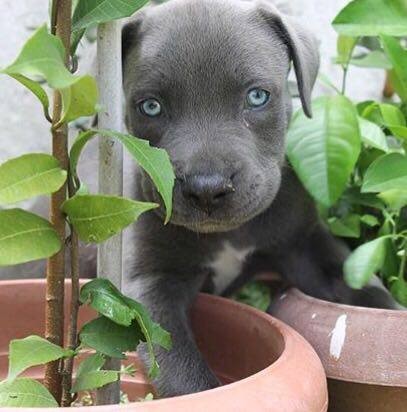 Mi cachorro Adolfo de un mes y medio de edad, American Bully Blue. 