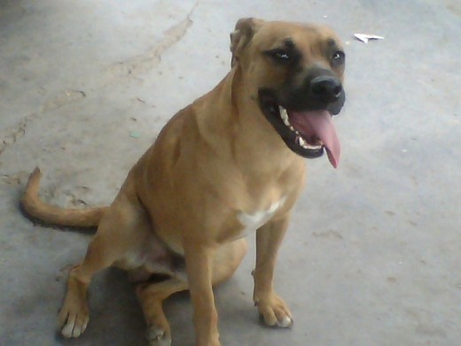 CRUZA DE LABRADOR Y BOXER OBEDIENTE