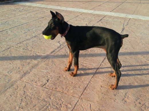 Jugando con su pelotita :)